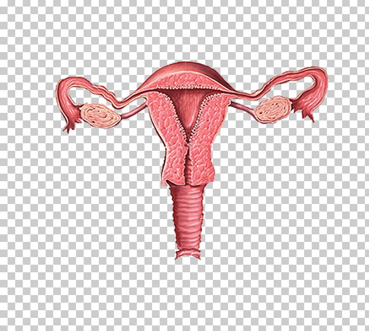 Female Reproductive System Pelvic Inflammatory Disease Ovary PNG, Clipart, Cervix, Endoscopy, Female Reproductive System, General, Gynaecology Free PNG Download