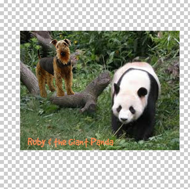 The Giant Panda Red Panda Bear Chengdu Research Base Of Giant Panda Breeding PNG, Clipart, Animals, Baby, Bear, Bert, Bifengxia Panda Base Free PNG Download