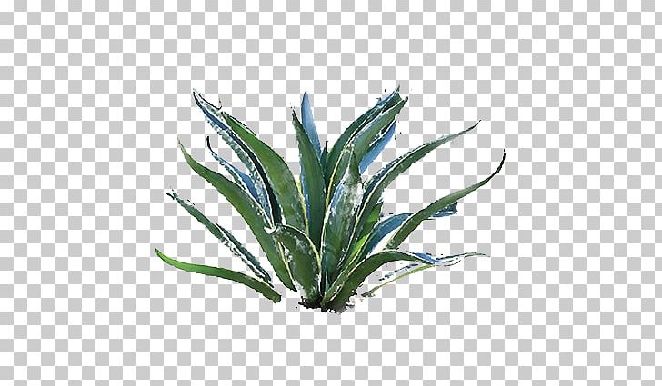 Christo And Jeanne-Claude Writer Agave Art Literature PNG, Clipart, Agave, Agave Azul, Aloe, Aloe Vera, Art Free PNG Download