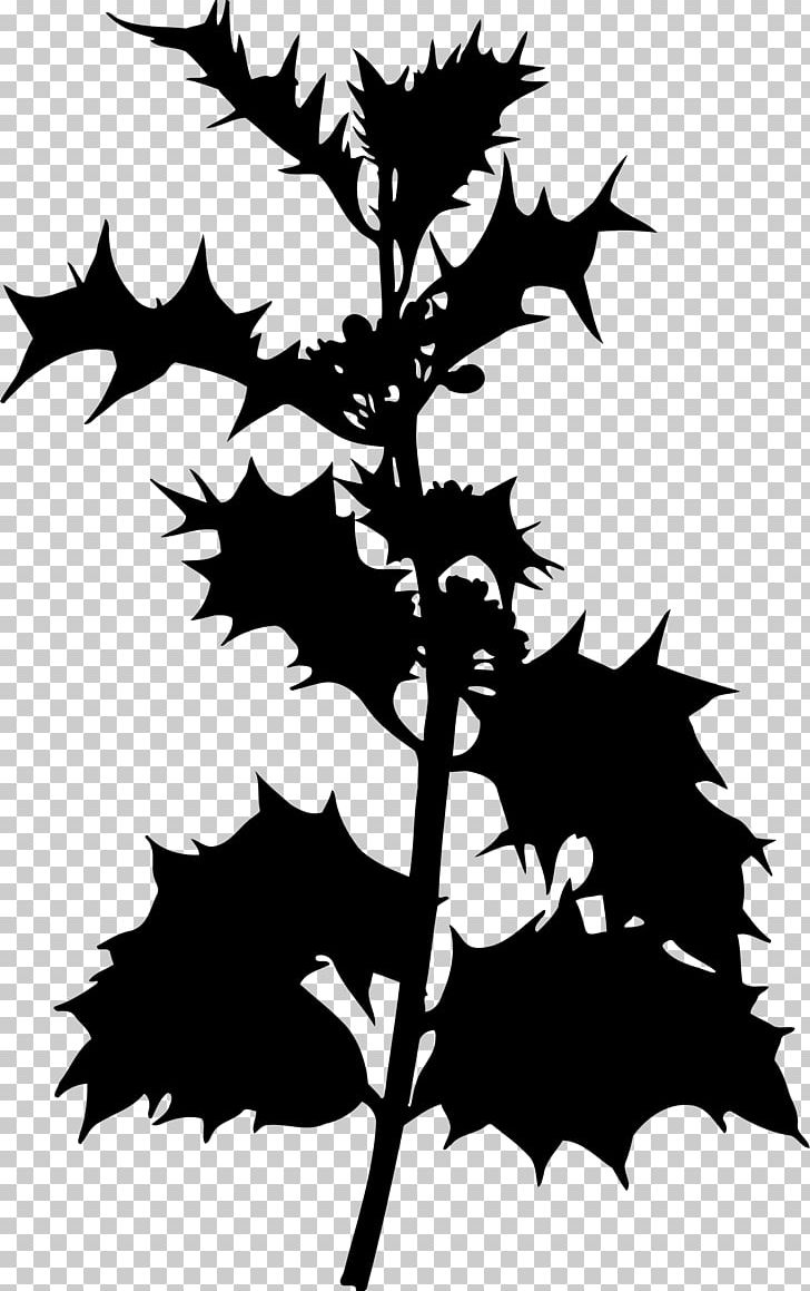 Common Holly Evergreen Shrub Species Tree PNG, Clipart, Aquifoliaceae, Artwork, Black And White, Botany, Branch Free PNG Download