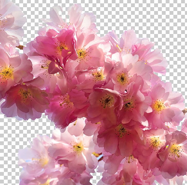 Flower Cherry Blossom Cerasus Rose PNG, Clipart, Blossom, Blossoms, Branch, Cerasus, Cherry Free PNG Download