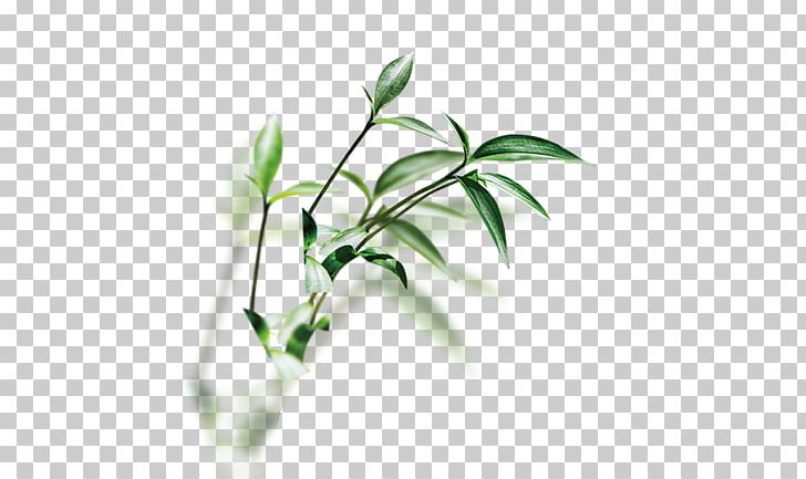 Herb Traditional Chinese Medicine Basil PNG, Clipart, Aromatic Herbs, Branch, Chinese, Chinese Herbology, Chinese Herbs Free PNG Download