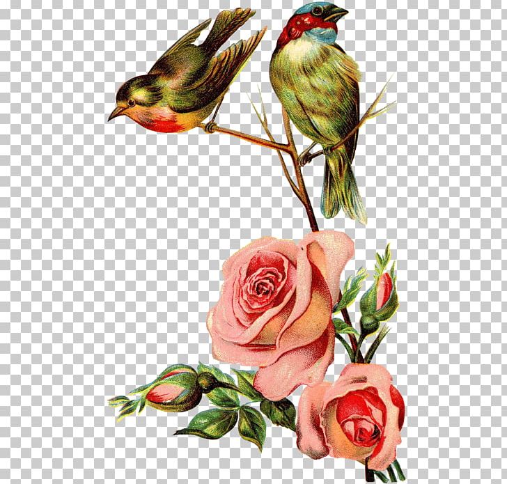 Post Cards Pink Greeting & Note Cards Vintage Clothing Victorian Era PNG, Clipart, Art, Beak, Bird, Blue Rose, Cut Flowers Free PNG Download