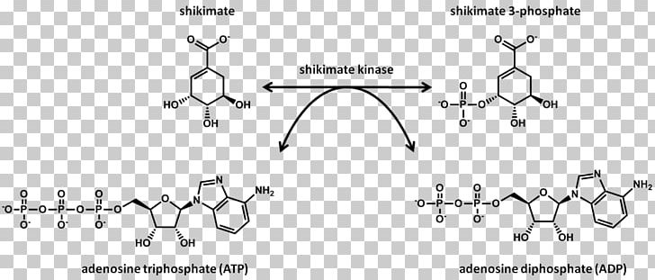 Shikimate Kinase Shikimic Acid Chemical Reaction Shikimate Pathway PNG, Clipart, Angle, Auto Part, Chemical Reaction, Enzyme, Material Free PNG Download