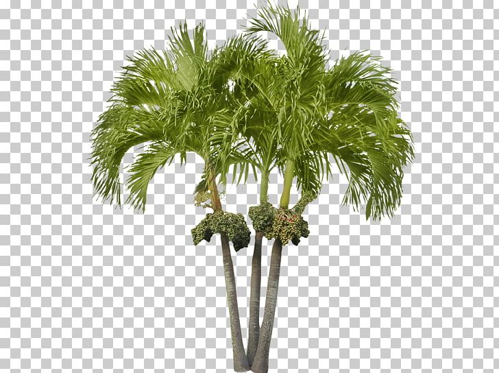 Arecaceae Asian Palmyra Palm Attalea Speciosa Date Palm Tree PNG, Clipart, Arecaceae, Arecales, Asian Palmyra Palm, Attalea, Attalea Speciosa Free PNG Download