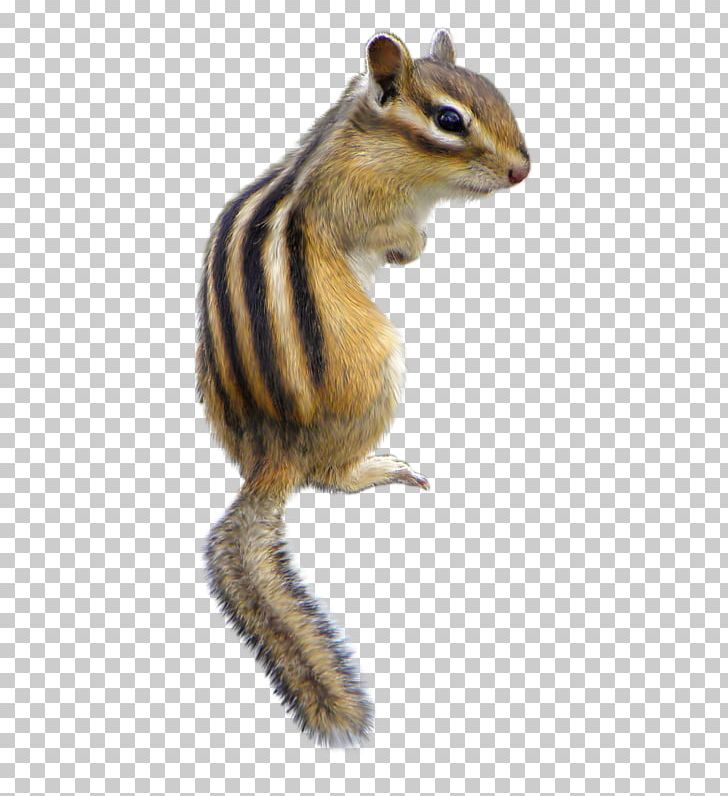 Chipmunk Fox Squirrel Wildlife Fur PNG, Clipart, Animal, Animals, Cheval, Chipmunk, Fauna Free PNG Download