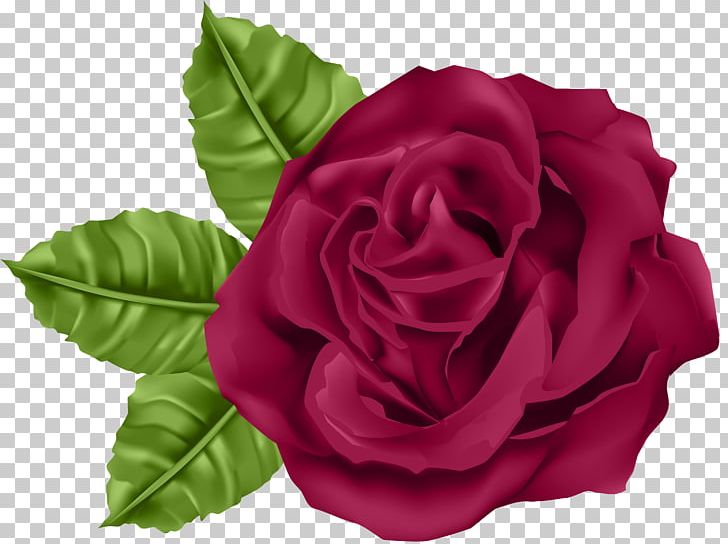 Garden Roses Centifolia Roses PNG, Clipart, Animation, Blog, Centifolia Roses, China Rose, Clipart Free PNG Download