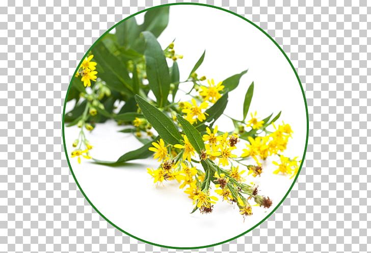 Solidago Virgaurea Herb Cornflower Dill Tarragon PNG, Clipart, Cornflower, Dill, Flower, Food, Goldenrod Free PNG Download