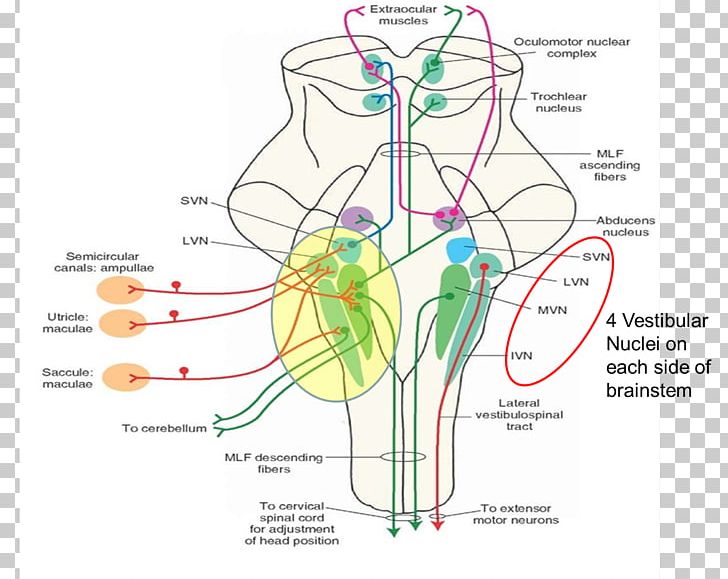 Medicine Vestibular Nerve Vestibular System Lateral Vestibular Nucleus Therapy PNG, Clipart, Anatomy, Angle, Area, Audiology, Brain Free PNG Download