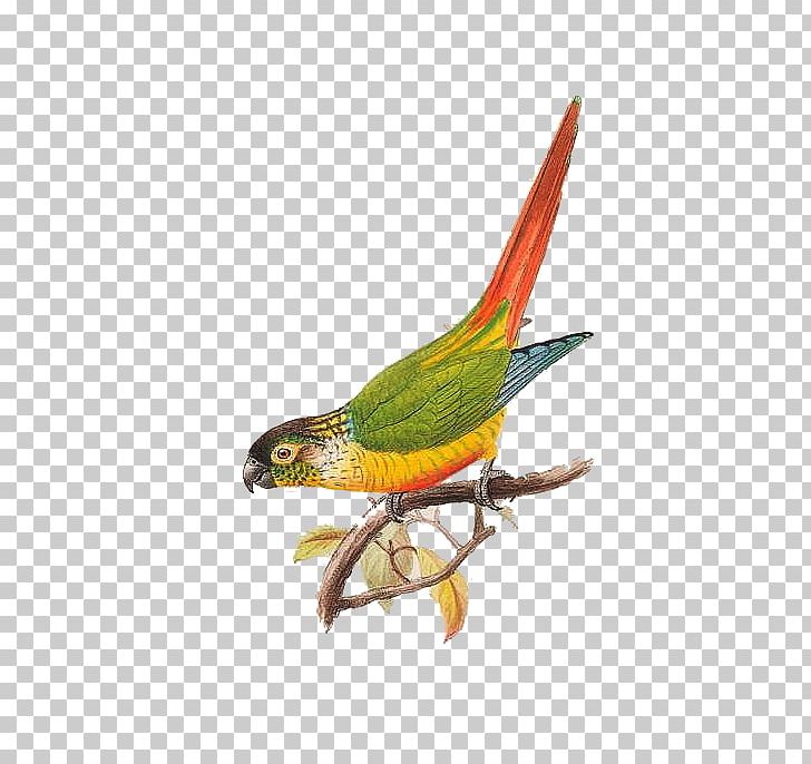 Parrot Bird Macaw PNG, Clipart, Animals, Animation, Beak, Bird, Common Pet Parakeet Free PNG Download