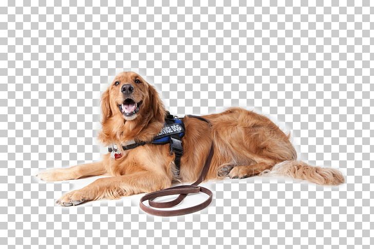 Service Dog Pet Portsmouth Cat PNG, Clipart,  Free PNG Download