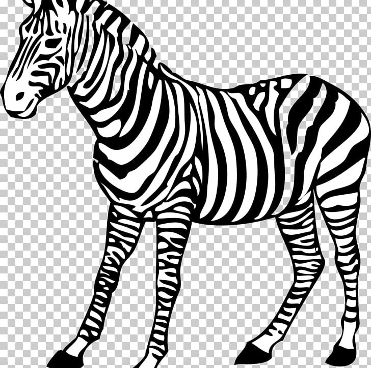 Coloring Book Colouring Pages Baby Zebra Drawing PNG, Clipart, Animal, Animal Figure, Animals, Baby Zebra, Black And White Free PNG Download