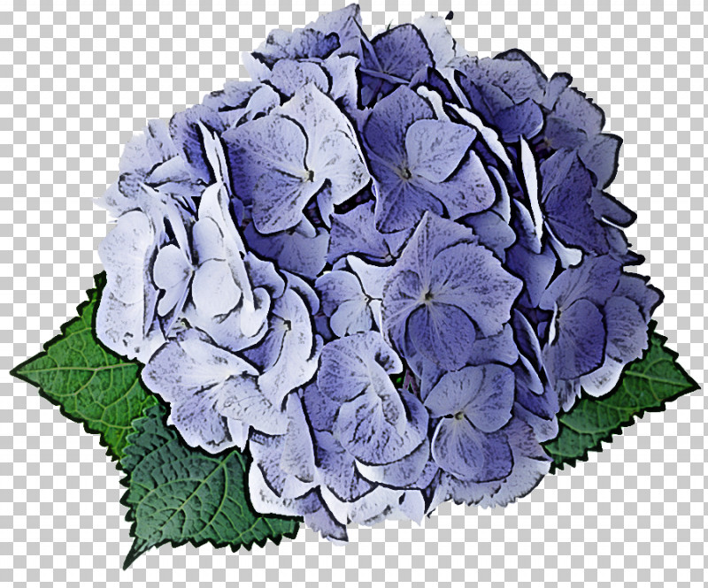 Hydrangea Summer Flower PNG, Clipart, Cabbage Rose, Cut Flowers, Floral Design, Flower, Flower Bouquet Free PNG Download