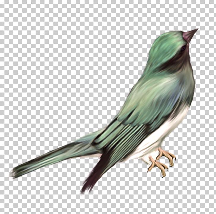Bird PNG, Clipart, 2d Computer Graphics, Animal, Animals, Beak, Bird Free PNG Download