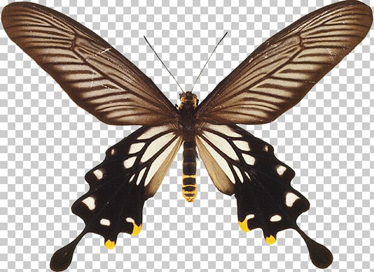 Butterfly Bhutanitis Thaidina Parides Losaria Coon Nymphalidae PNG, Clipart, Arthropod, Brush Footed Butterfly, Butterflies, Butterfly Group, Floating Free PNG Download