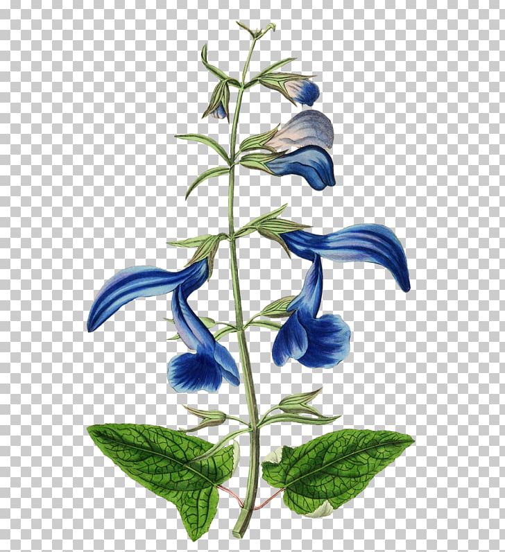 Common Sage Gentian Sage Botanical Illustration Botany PNG, Clipart, Botanical Illustration, Botany, Common Sage, Plant Free PNG Download