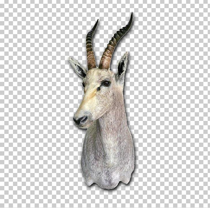 Springbok Taxidermy Skull Mounts Tanning Deer PNG, Clipart, Antler, Blesbok, Cape Bushbuck, Chamois, Cow Goat Family Free PNG Download