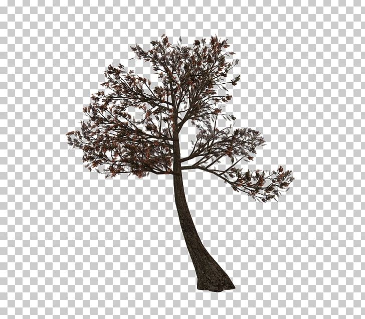 Twig Tree Branch Plant PNG, Clipart, 3 D, Albom, Babu, Blog, Bonsai Free PNG Download