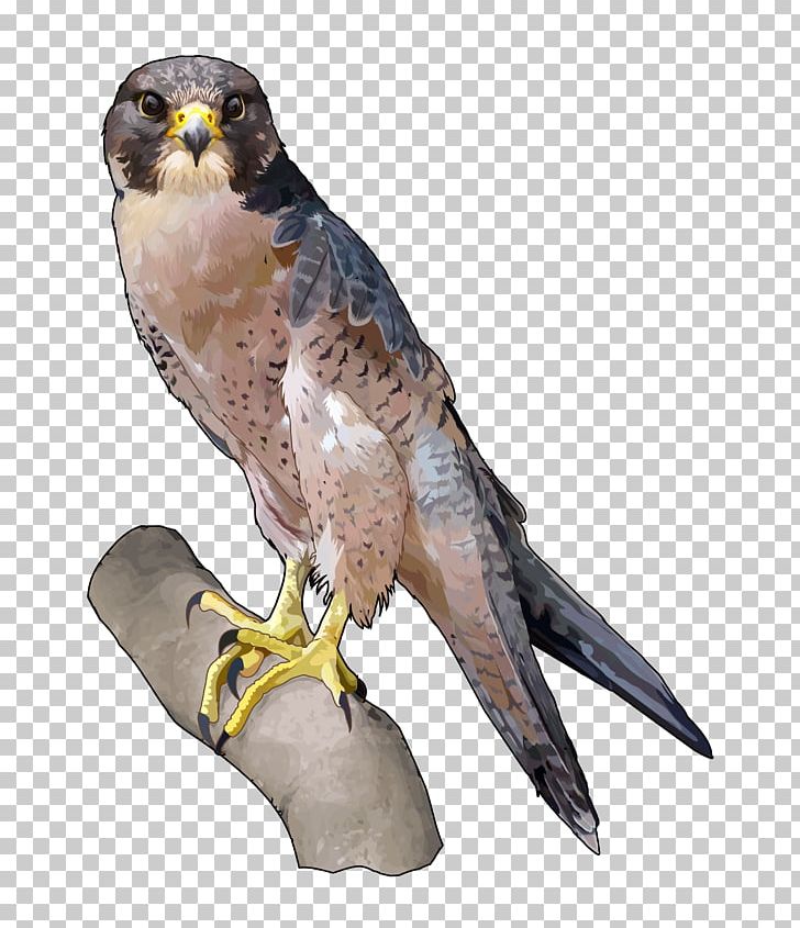 Barbary Falcon Peregrine Falcon Falconiformes Hawk Owl PNG, Clipart,  Free PNG Download