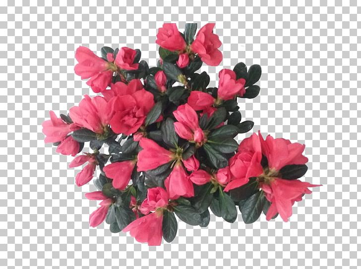 Cut Flowers Azalea Plant Rhododendron PNG, Clipart, Azalea, Cachepot, Color, Cut Flowers, Ericales Free PNG Download