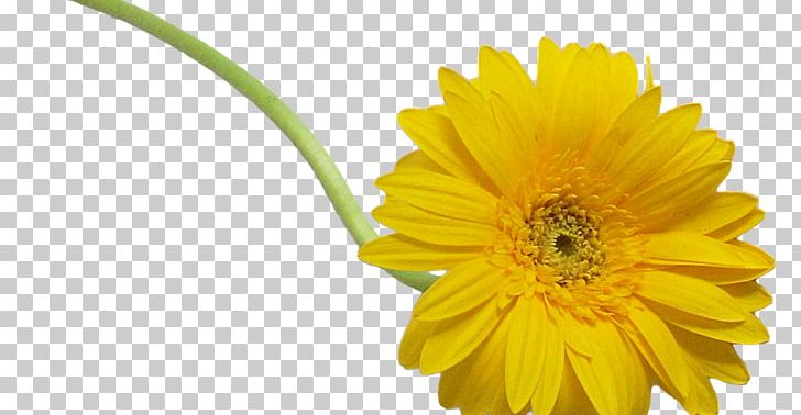 Cut Flowers Oxeye Daisy PNG, Clipart, Arumlily, Calendula, Cup, Cut Flowers, Daisy Free PNG Download