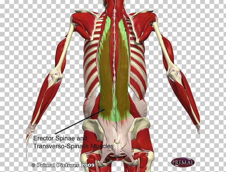 Erector Spinae Muscles Vertebral Column Iliocostalis Transversospinales PNG, Clipart, Coccyx, Erector Spinae Muscles, Iliocostalis, Joint, Karla Free PNG Download