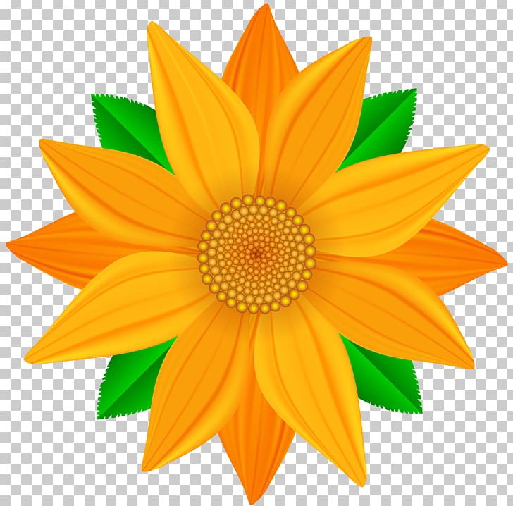 Portable Network Graphics Flower Open PNG, Clipart, Common Sunflower, Cut Flowers, Daisy Family, Drawing, Flower Free PNG Download