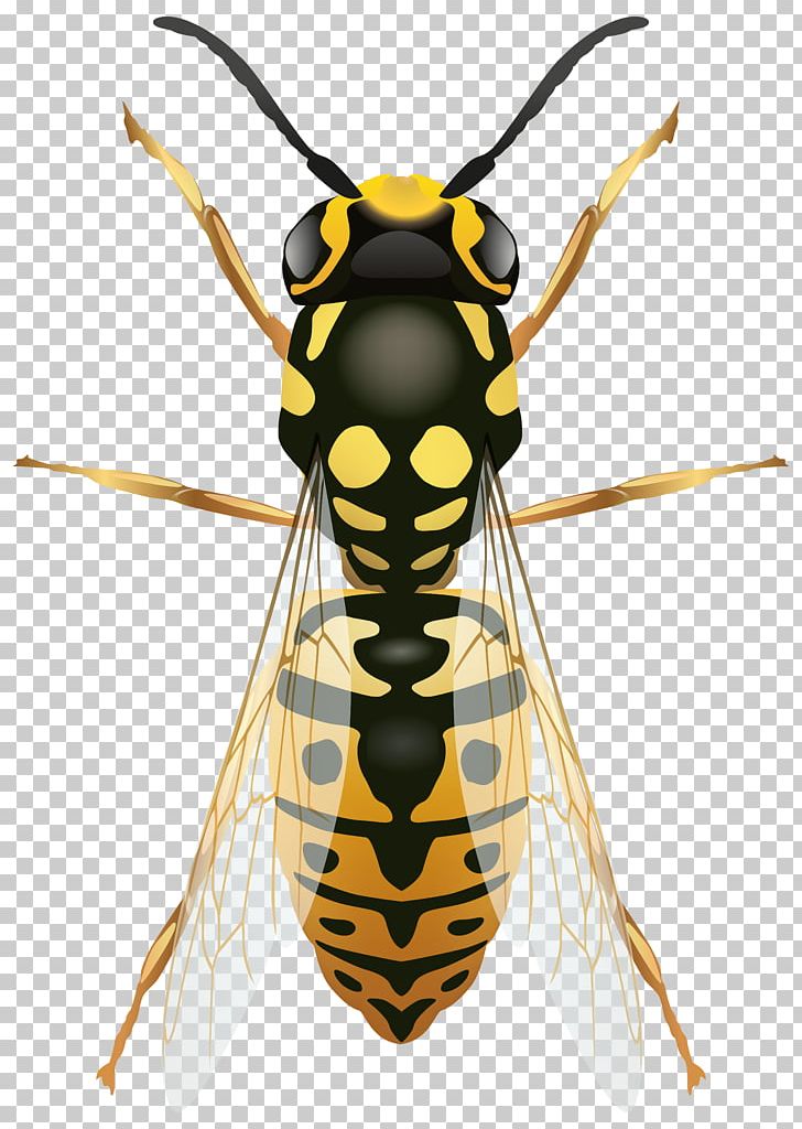 Bee Insect Wasp PNG, Clipart, Animals, Arthropod, Bee, Clip Art, Computer Icons Free PNG Download