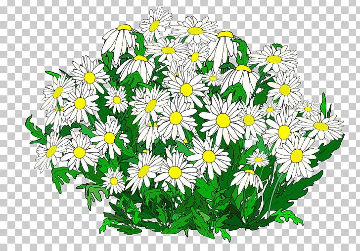 Common Daisy Oxeye Daisy Marguerite Daisy Chrysanthemum Roman Chamomile PNG, Clipart, Argyranthemum, Aster, Chamaemelum Nobile, Chrysanthemum, Chrysanths Free PNG Download