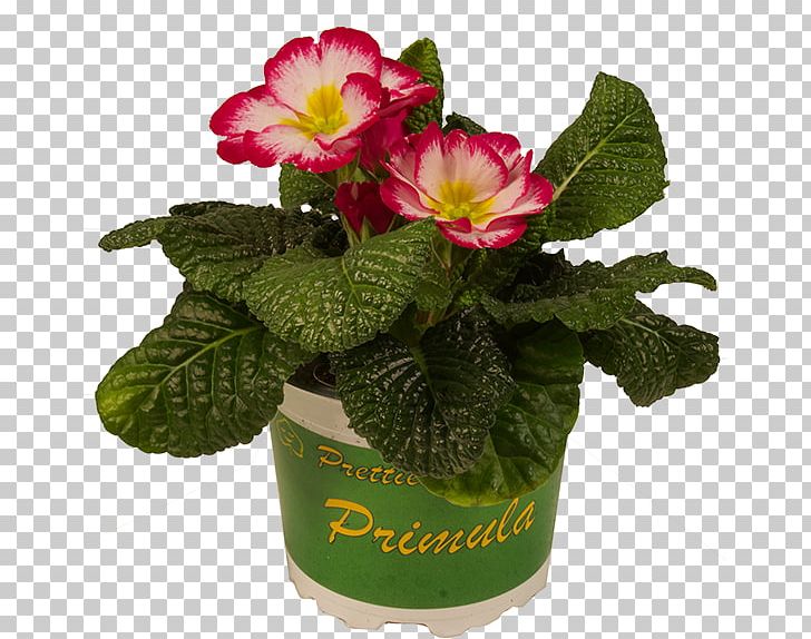 Primrose Flowerpot Cut Flowers Magenta Potplantenkwekerij Nico Van Os PNG, Clipart, Assortment Strategies, Cut Flowers, Flower, Flowering Plant, Flowerpot Free PNG Download