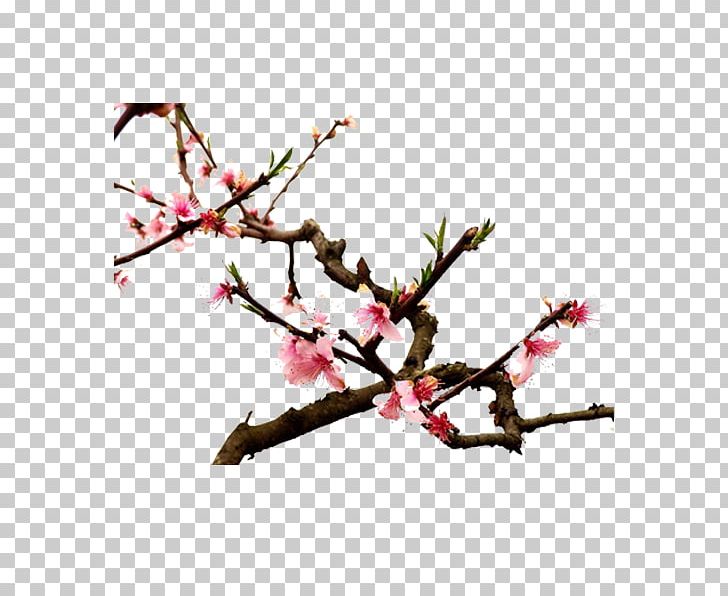 Twig Cherry Blossom Spring Plant Stem Petal PNG, Clipart, Blooming, Blossom, Branch, Cherry, Cherry Blossom Free PNG Download