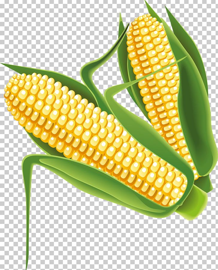 Maize PNG, Clipart, Commodity, Corn Cartoon, Corn Flakes, Corn Juice, Corn Kernel Free PNG Download