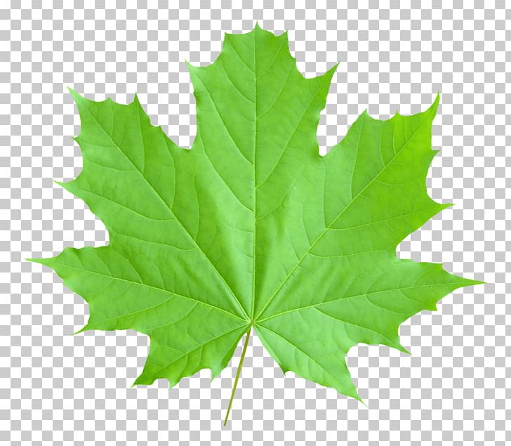 Maple Leaf Portable Network Graphics Canada PNG, Clipart, Autumn Leaf Color, Canada, Computer Icons, Green, Leaf Free PNG Download