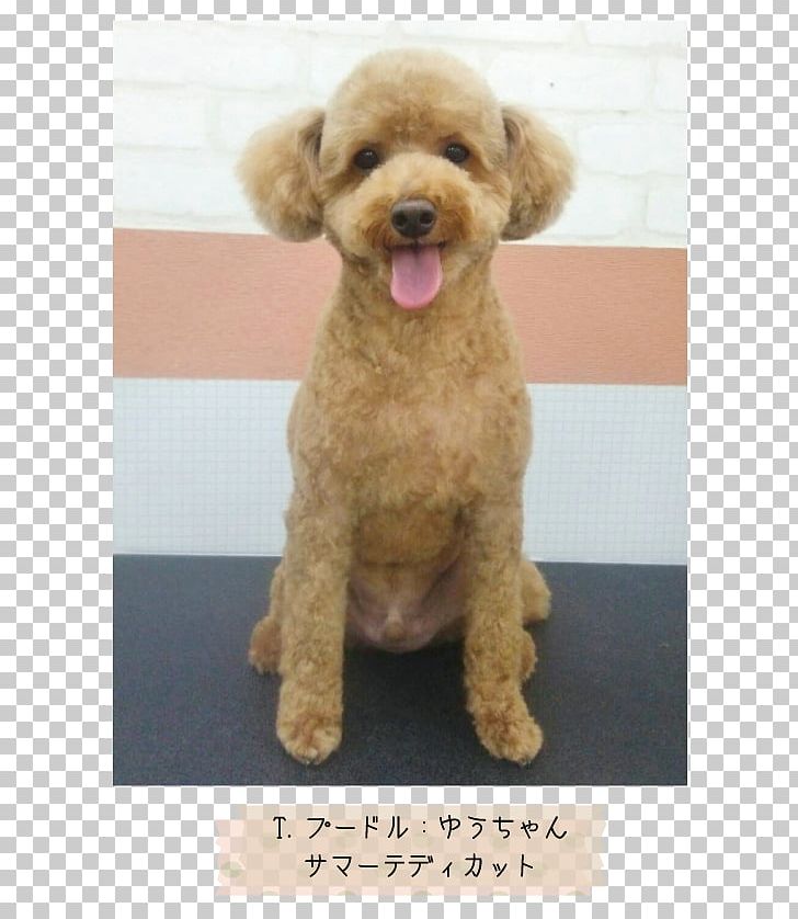 Miniature Poodle Toy Poodle Standard Poodle Cockapoo Goldendoodle PNG, Clipart, Breed, Carnivoran, Cockapoo, Companion Dog, Dog Free PNG Download