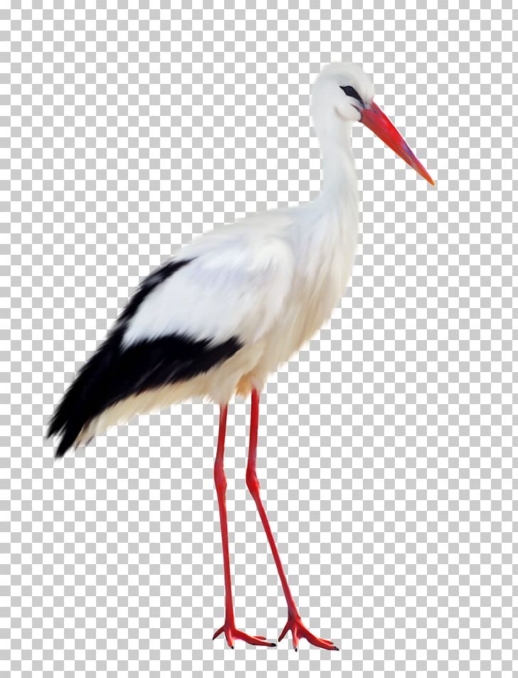 Bird Heron Computer Icons PNG, Clipart, Animals, Beak, Bird, Ciconiiformes, Computer Icons Free PNG Download