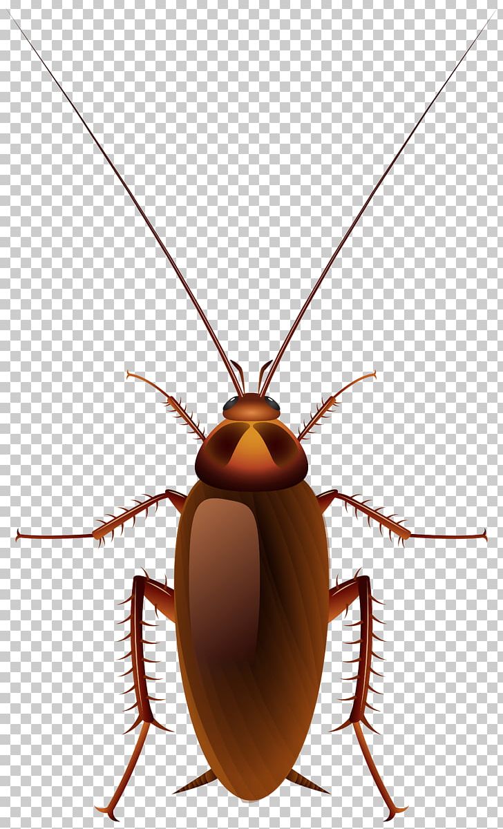 Cockroach Insect PNG, Clipart, Animals, Arthropod, Beetle, Blaberus Discoidalis, Blog Free PNG Download