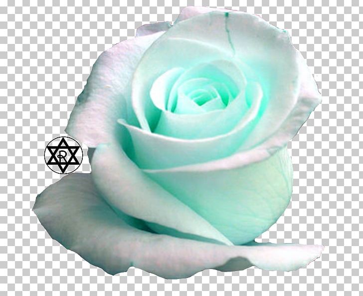 Desktop Rose High-definition Television 1080p PNG, Clipart, 4k Resolution, 1080p, Aqua, Blue, Blue Rose Free PNG Download