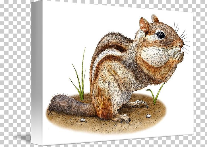 Fox Squirrel Eastern Chipmunk Animal PNG, Clipart, Animal, Animals, Cafepress, Chipmunk, Drawing Free PNG Download