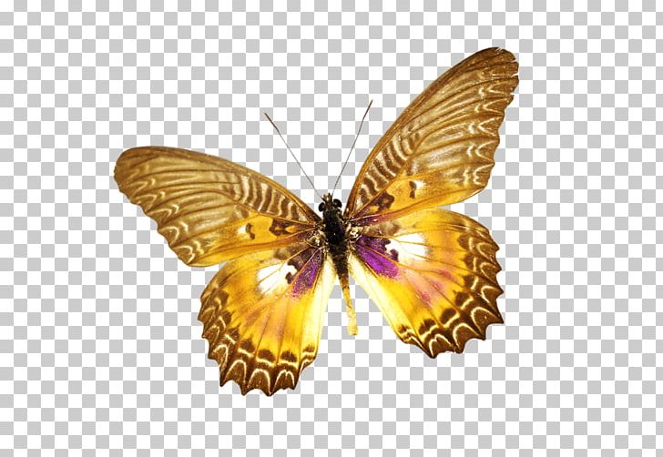 Brush-footed Butterflies Ulysses Butterfly Moth Insect PNG, Clipart, Arthropod, Brush Footed Butterfly, Butterflies And Moths, Butterfly, Insect Free PNG Download