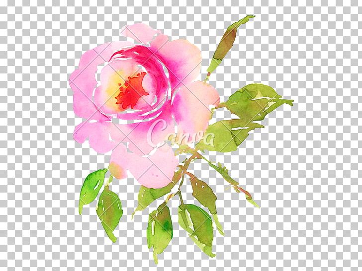 Centifolia Roses Flower Garden Roses PNG, Clipart, Branch, Centifolia Roses, China Rose, Cut Flowers, Floribunda Free PNG Download