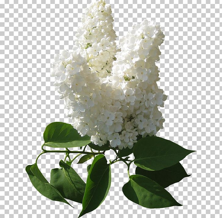 Cut Flowers Common Lilac Floral Design PNG, Clipart, Branch, Common Lilac, Cornales, Cut Flowers, Floral Design Free PNG Download