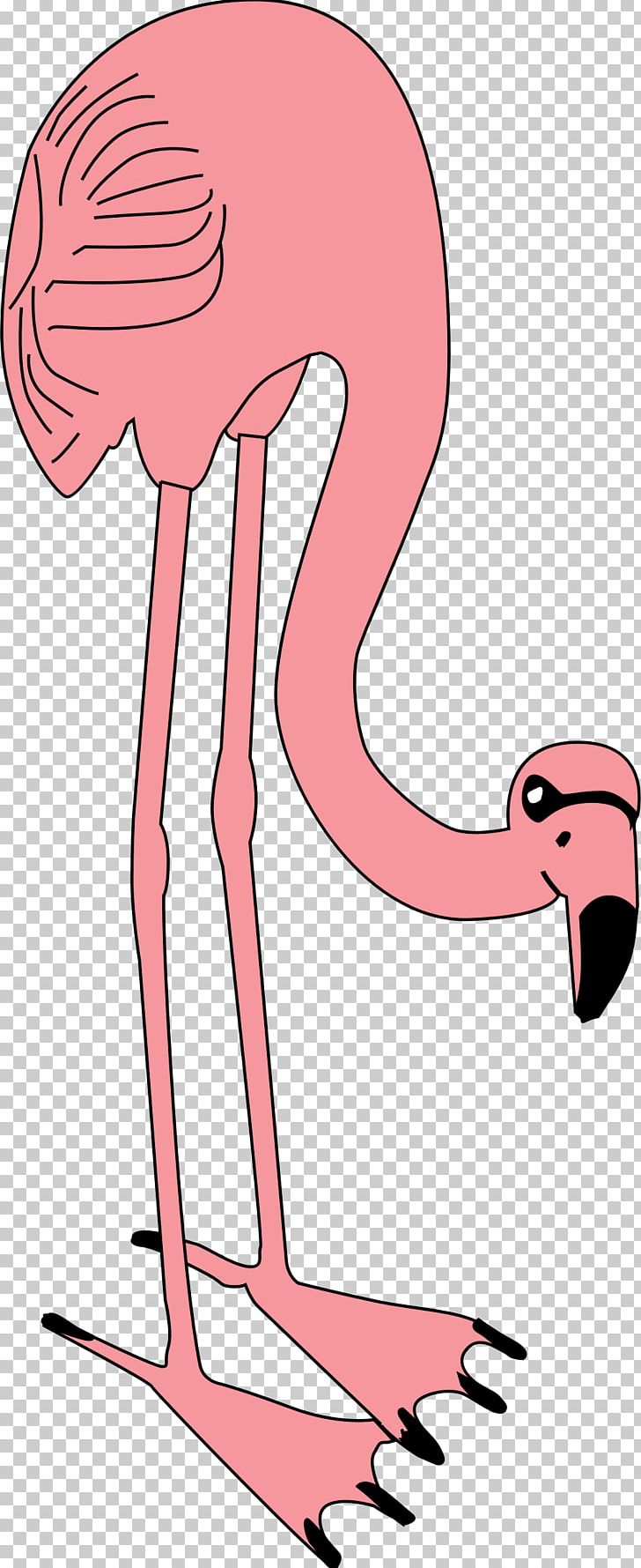 Flamingo Bird PNG, Clipart, Abdomen, Animals, Animation, Area, Arm Free PNG Download
