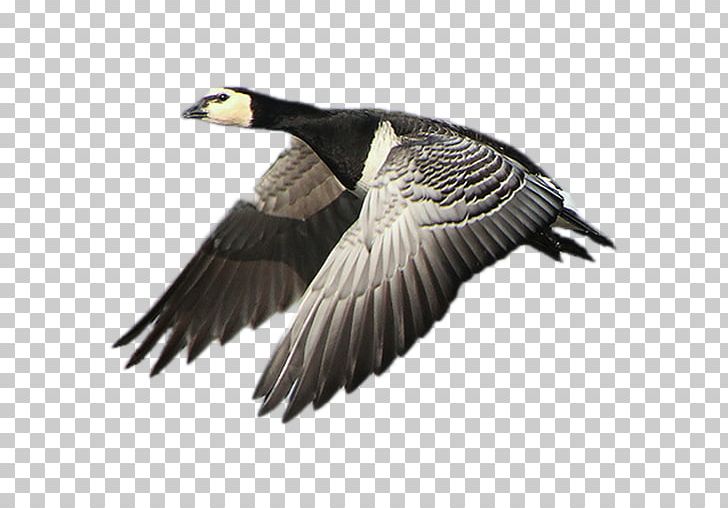 Goose Duck Fauna Beak Vulture PNG, Clipart, Animals, Beak, Bird, Duck, Ducks Geese And Swans Free PNG Download