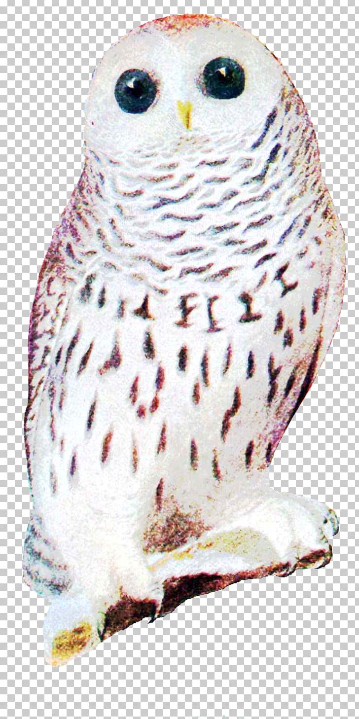 Great Grey Owl Snowy Owl Beak Zazzle PNG, Clipart, Animals, Beak, Bird, Bird Of Prey, Brown Free PNG Download