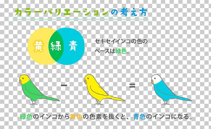 Budgerigar Parrots Parakeet Yellow Color PNG, Clipart, Area, Beak, Bird, Blue, Brand Free PNG Download