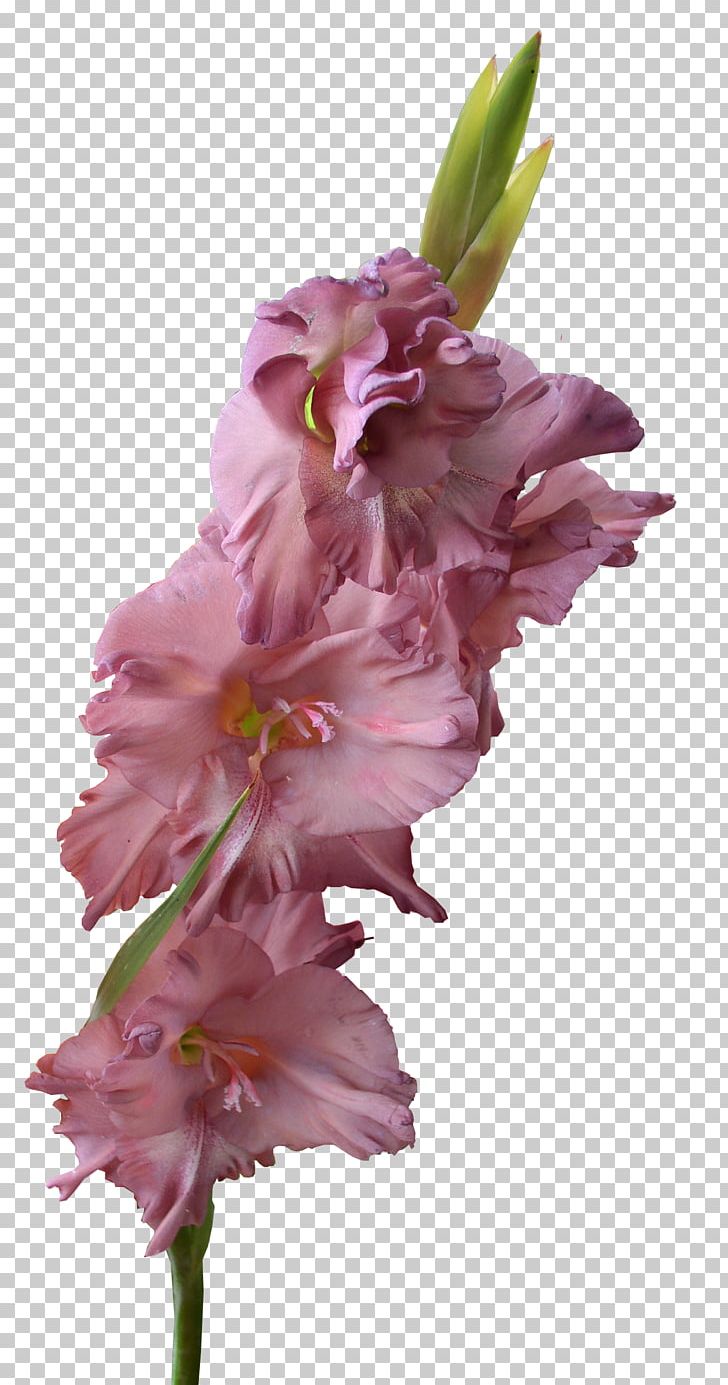 Gladiolus Xd7gandavensis PNG, Clipart, Classic Tetris World Championship, Clip Art, Cut Flowers, Display Resolution, Floral Design Free PNG Download