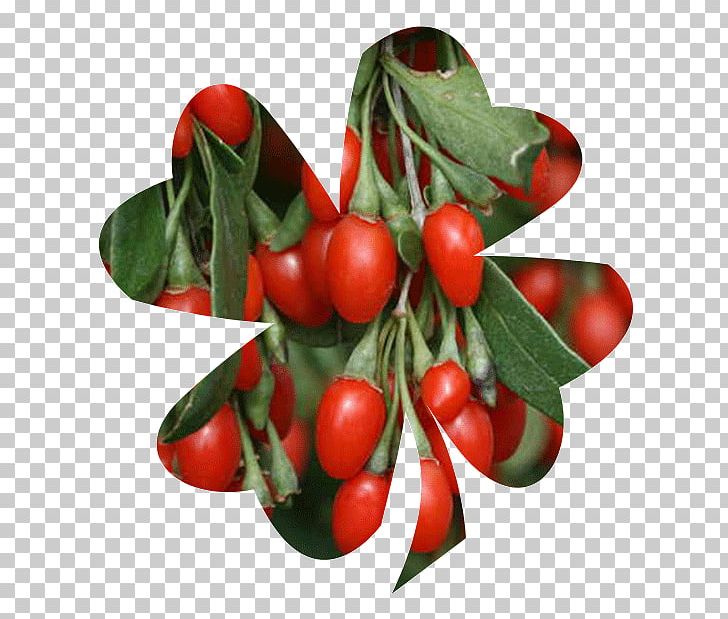 Lingonberry Goji Plant Fruit Lycium Chinense PNG, Clipart, Actinidia, Actinidia Deliciosa, Aquifoliaceae, Aquifoliales, Arbust Free PNG Download