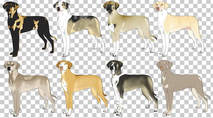 Spanish Greyhound Whippet Sloughi Italian Greyhound PNG, Clipart, 08626, Agouti, Animal, Animal Figure, Animal Sports Free PNG Download