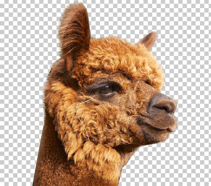 Alpaca Alpakazuchthof Oberberg Llama Nickel Silver Balingen PNG, Clipart, Alpaca, Balingen, Beratung, Camel Like Mammal, Farm Shop Free PNG Download