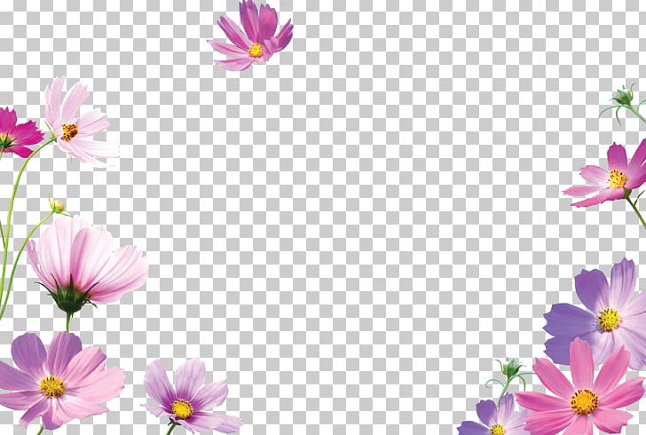 Frames Desktop PNG, Clipart, Annual Plant, Blossom, Child, Computer Wallpaper, Cosmos Free PNG Download
